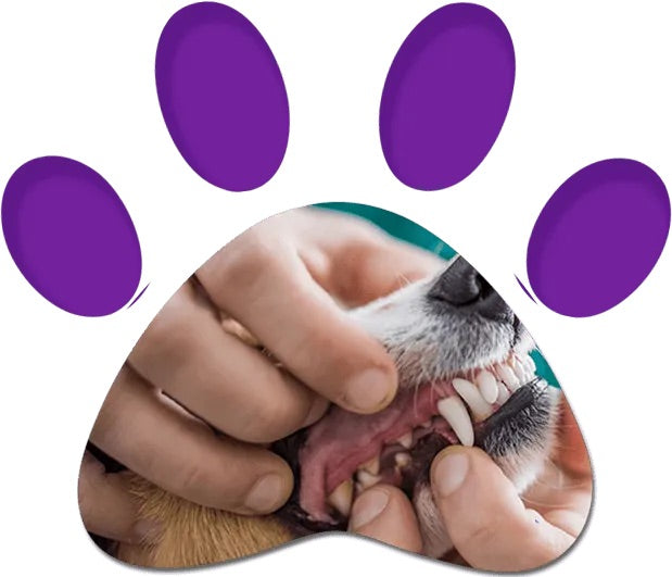 IS THERE A SECRET BEHIND YOUR PET'S SMILE?